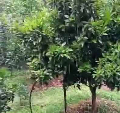 دانلود آهنگ گور نه گوزل یاغیش یاغیر