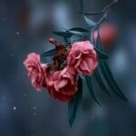 دانلود آهنگ مه ساحل تو دریا با صدای زن ریمیکس اینستا دانلود آهنگ مه ساحل تو دریا با صدای زن ریمیکس اینستا